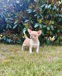Chihuahua krótkowłosa sunia