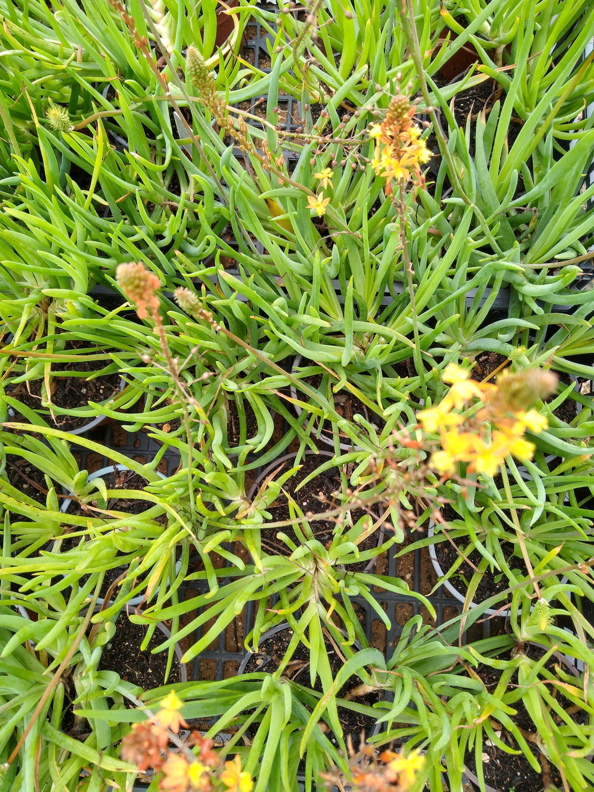 Plantas Bulbine frutescens