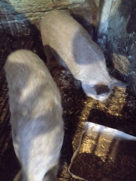 Угорська мангалиця