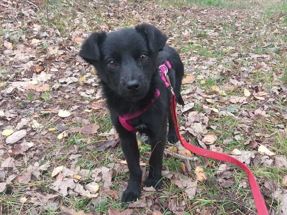 MABISIA - przestraszona dziecinka w schronisku, szczeniak ok. 6 msc