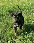 Pieski do adopcji