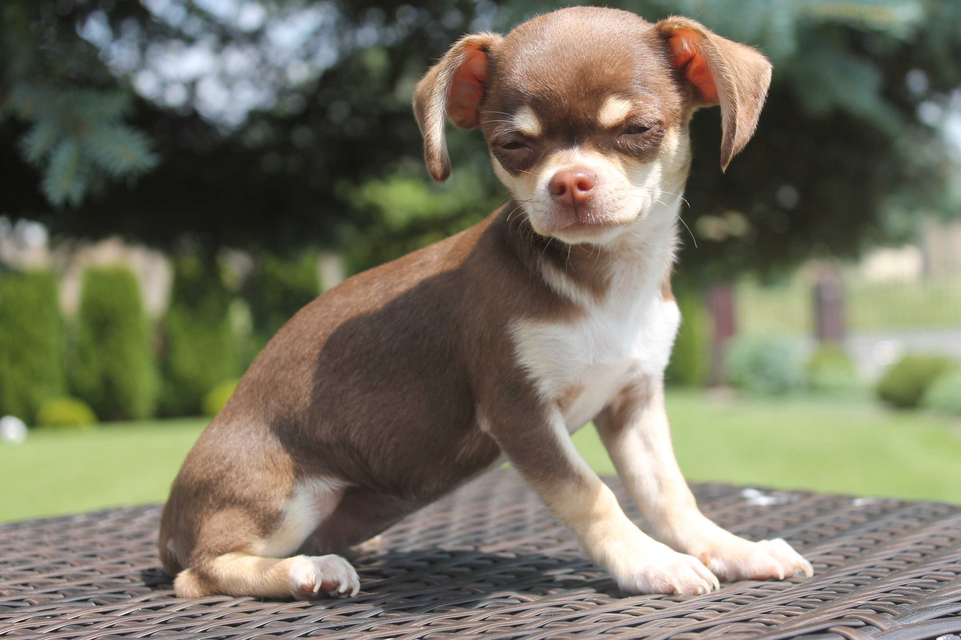 Chihuahua śliczna mini suczka - już do odbioru