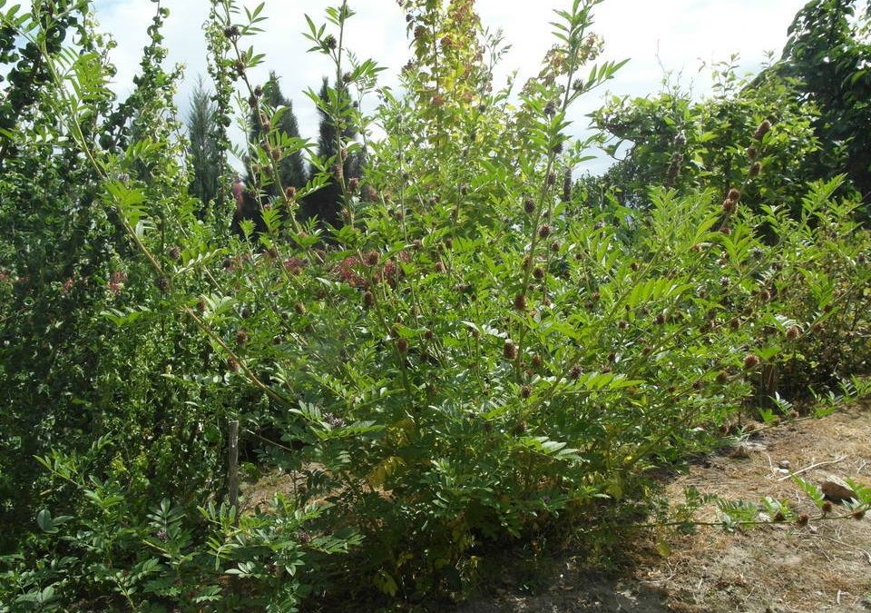 Lukrecja gładka (Glycyrrhiza glabra), nasiona, zioło