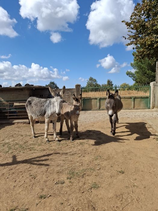 Burros para venda, animais muito bonitos