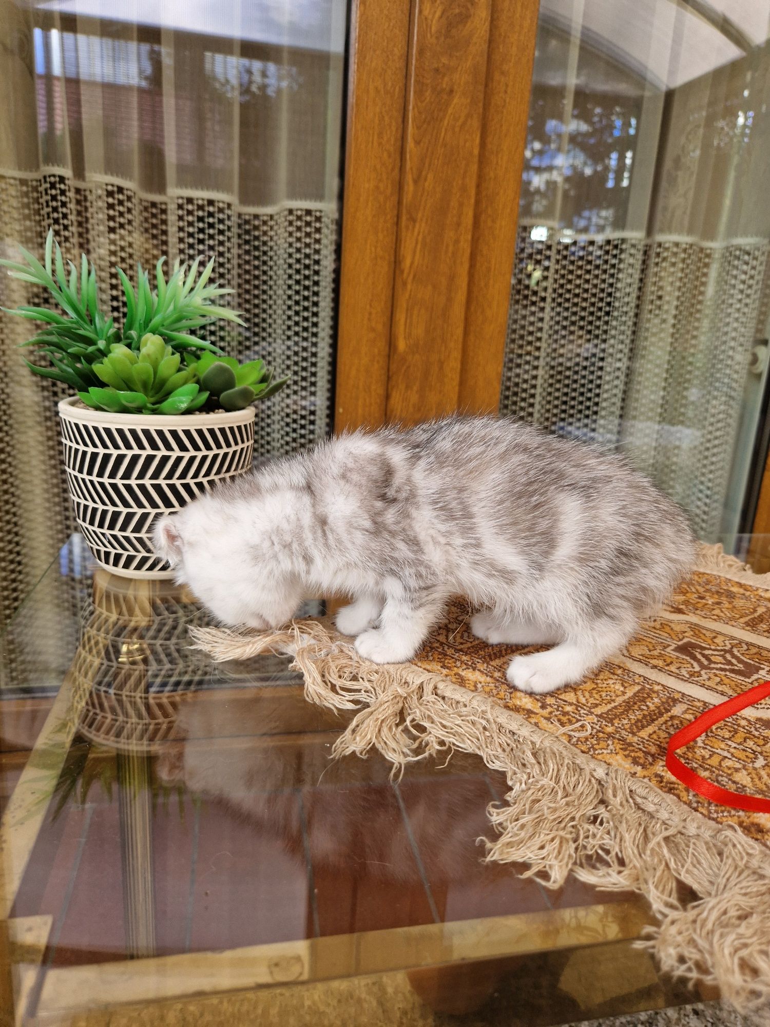 Kotka srebrna tabby krótkowłosa
