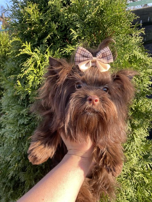 Йоркширский терьер дівчинка міні