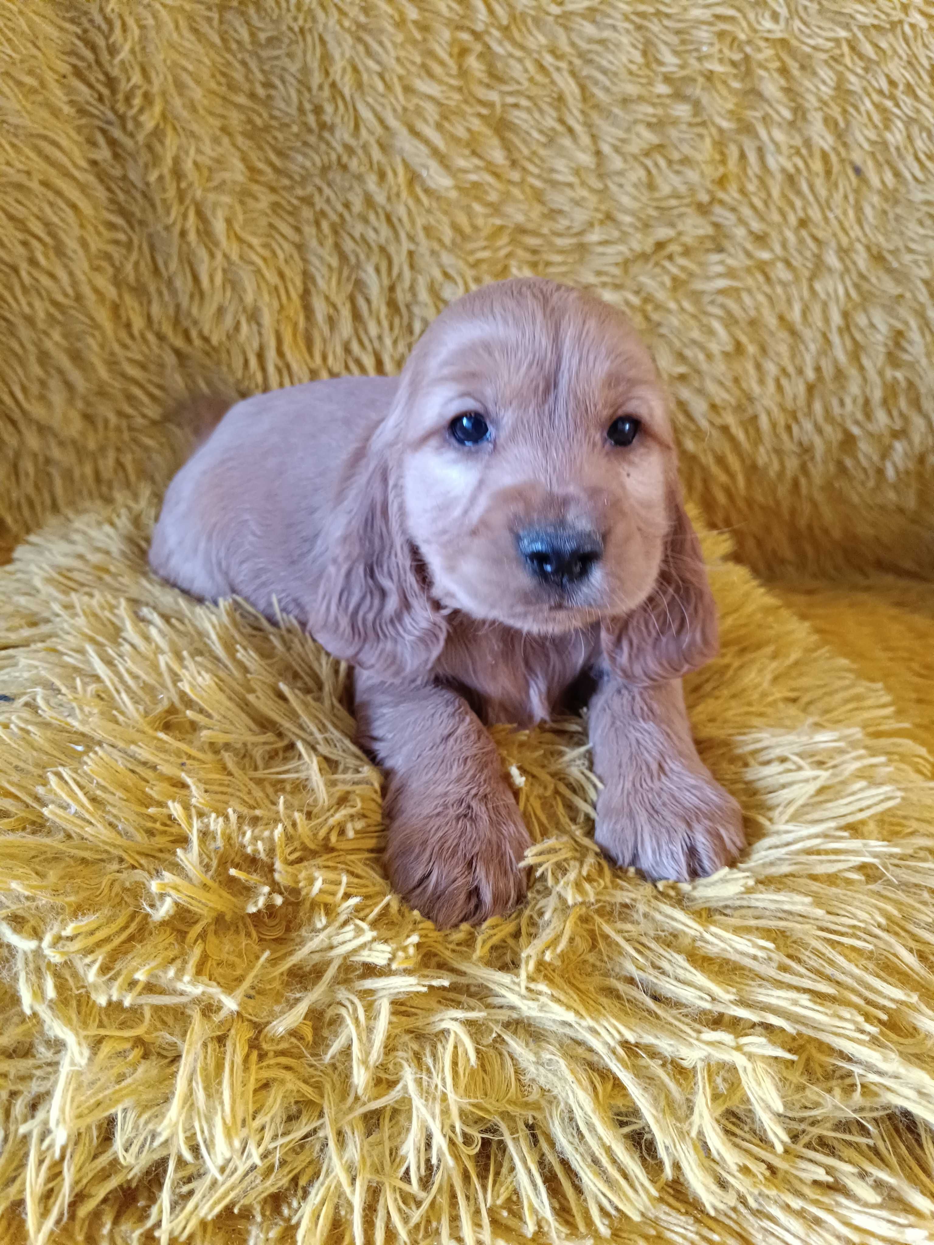 Cocker Spaniel Angielski Szczeniaczek Suczka