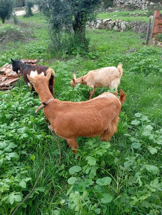 2 cabras e 1 chibo