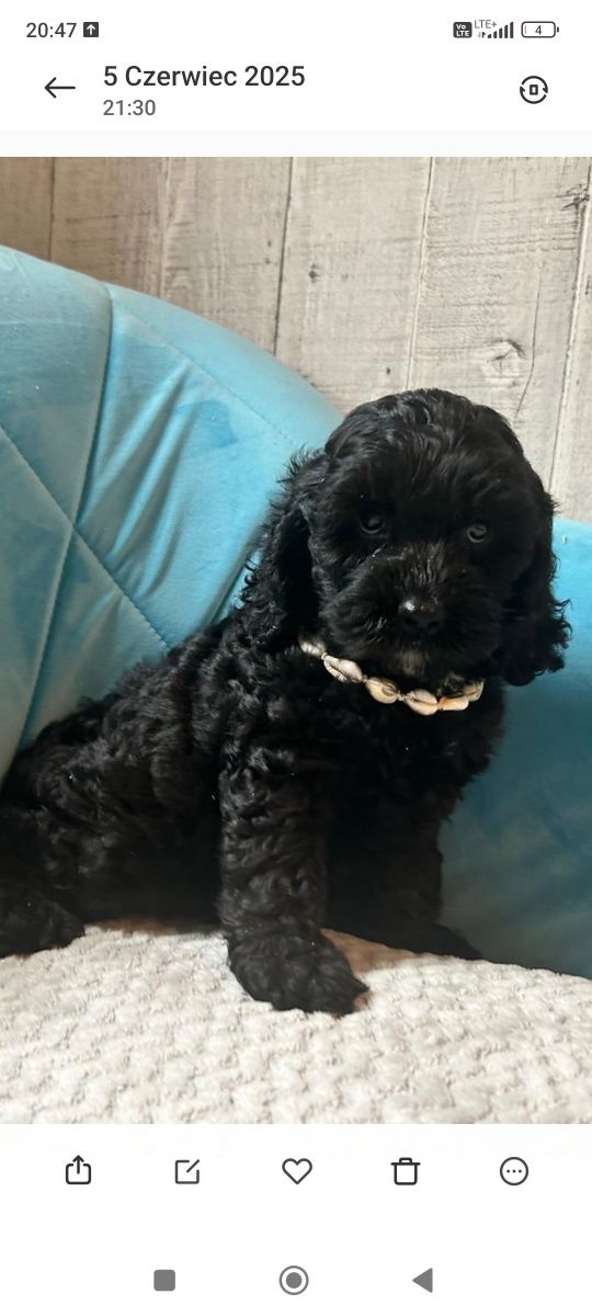 Shihpoo piesek samczyk