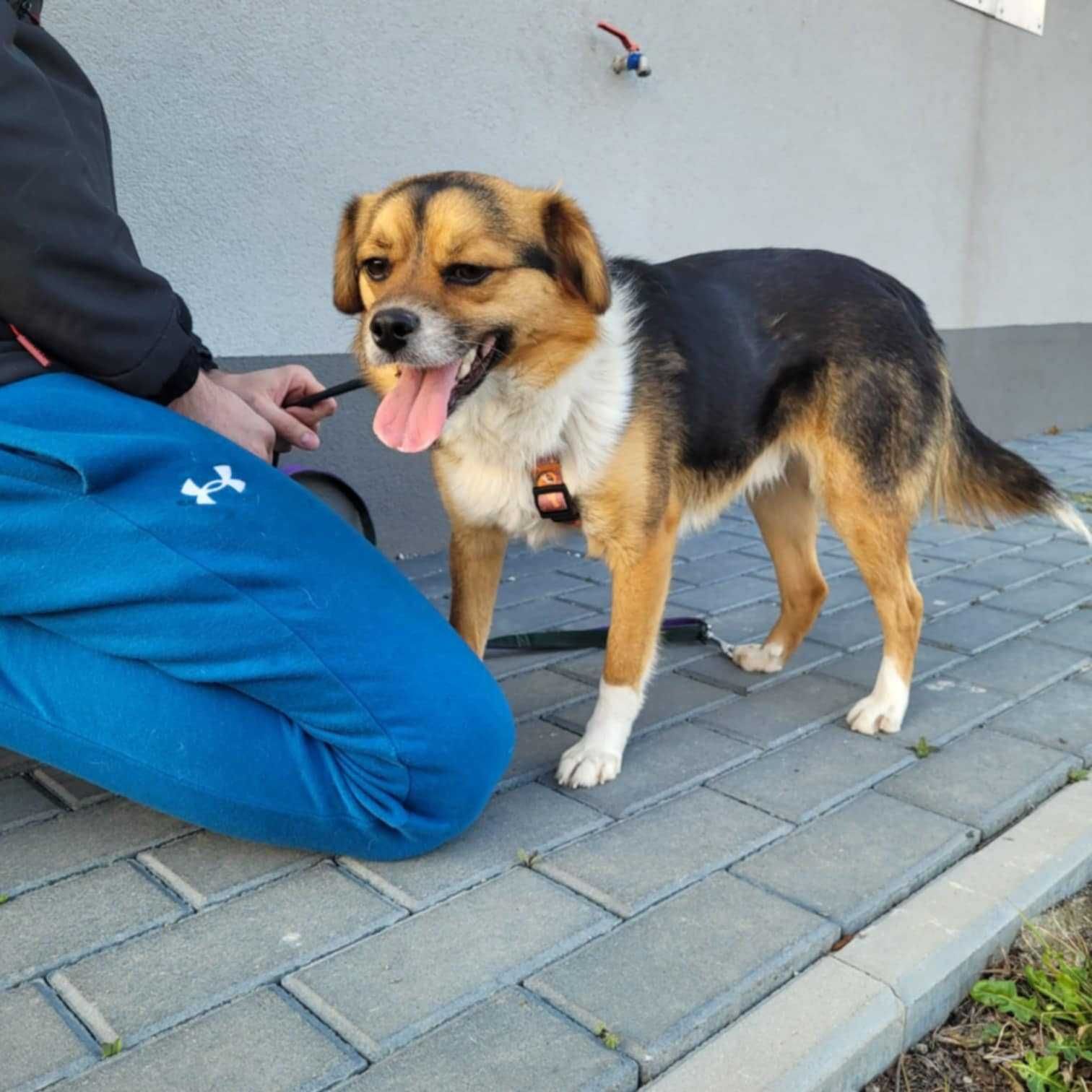 Piękny, kochany, przytulasny ok roczny piesek prosi o dom