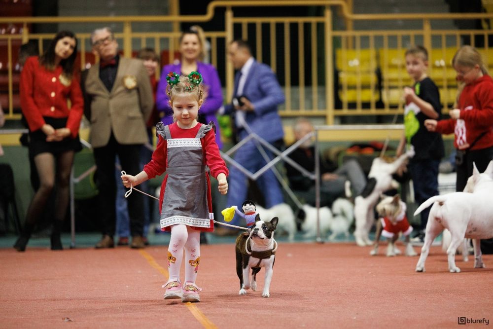 Boston terrier ZKwP/FCI jedyny miot w PL