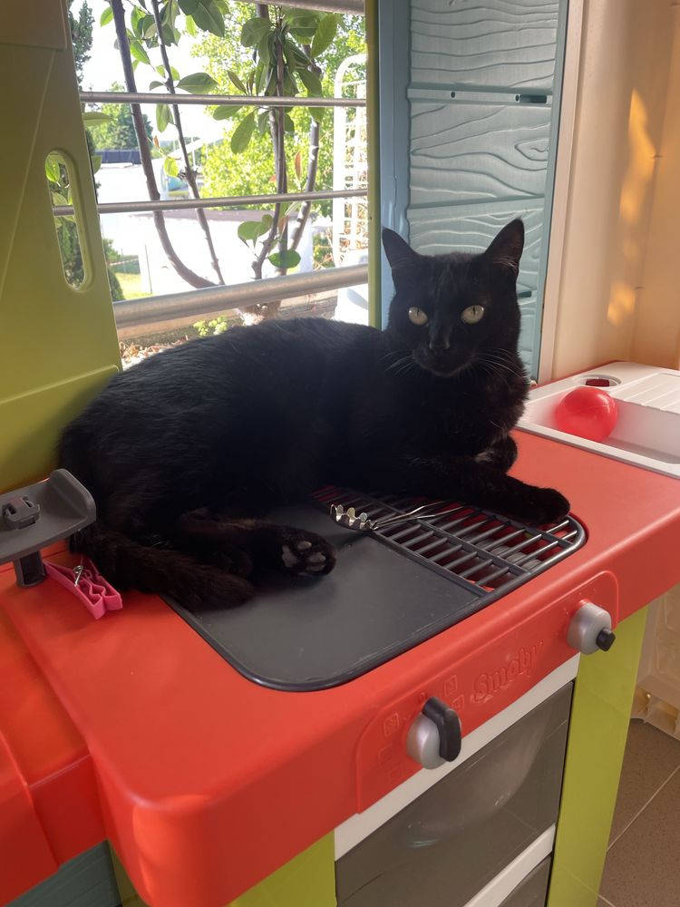 Dá-se gata para adoção responsável