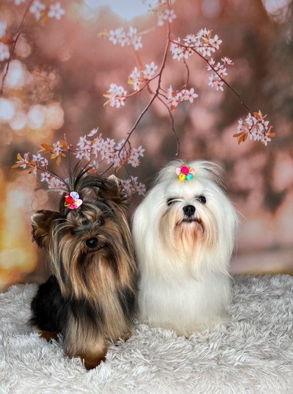 Maltanczyk Pudel Toy Badania .York ,Buldog Francuski LILAC Reproduktor