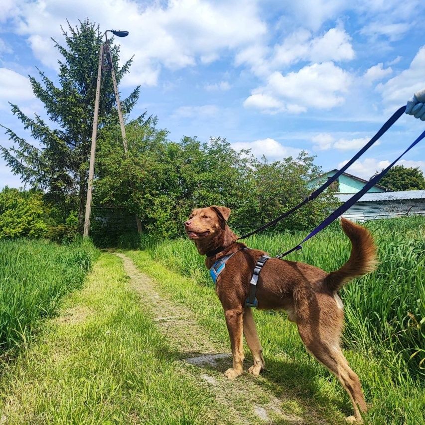 Pies w typie labradora - czekoladowy słodziak do adopcji
