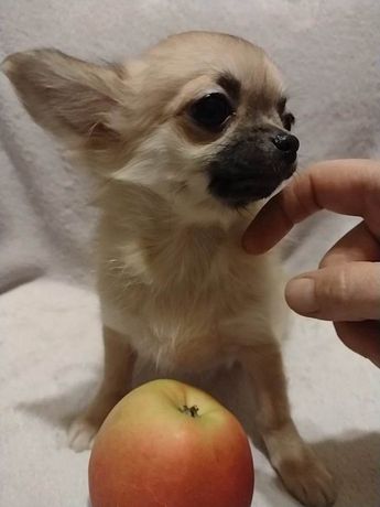 Suczka Chihuahua długowłosa  ZKwP  FCI