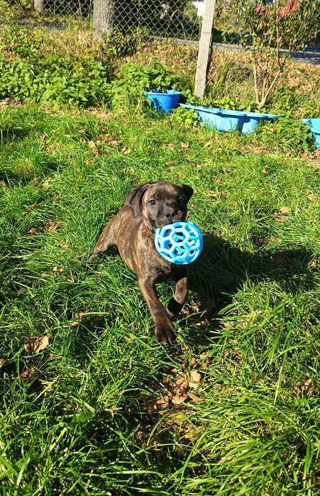Staffordshire Bull Terrier staffik szczeniak szczenię pies ZKwP FCI