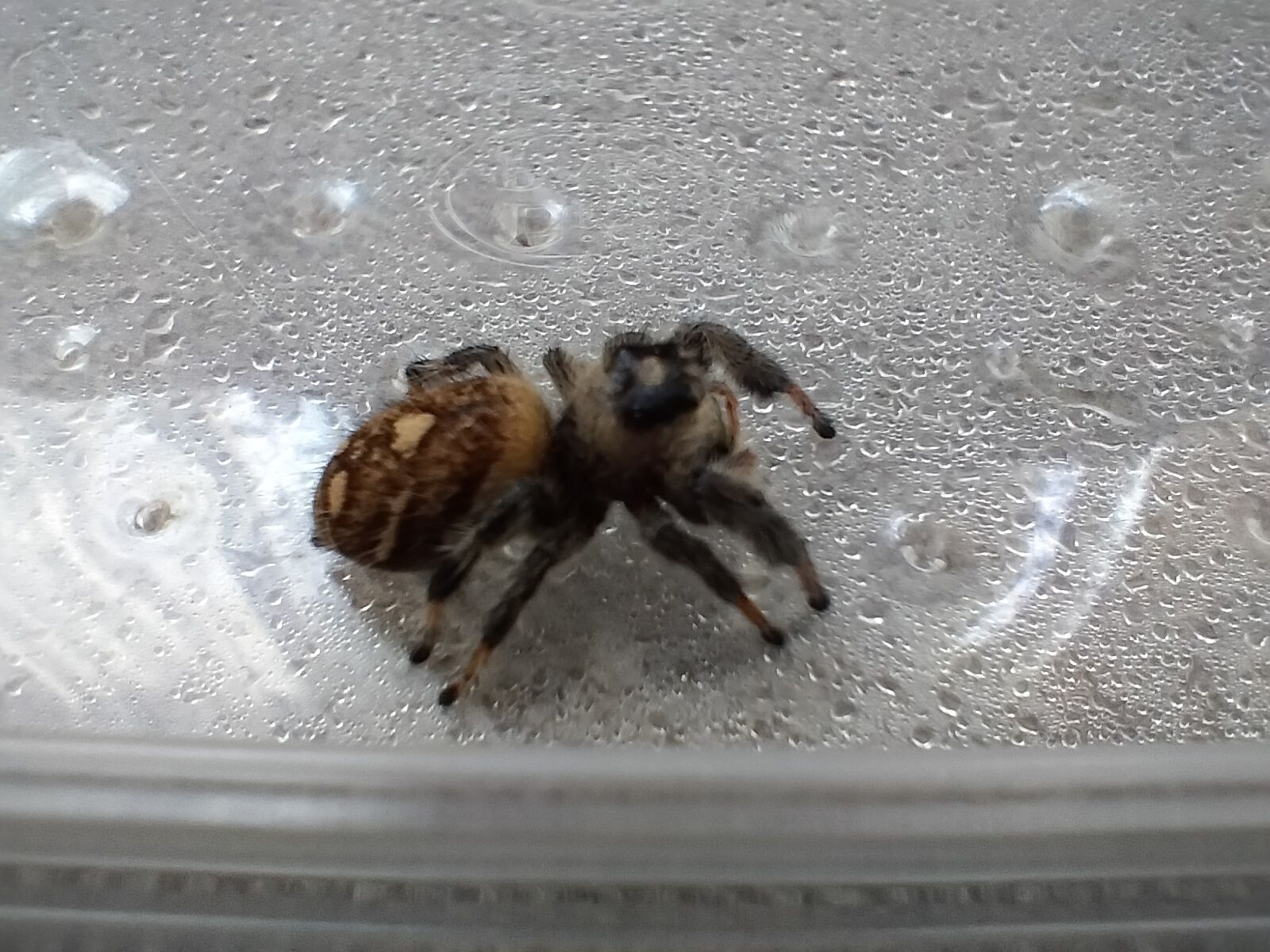 Parka skakunów królewskich Phidippus regius
