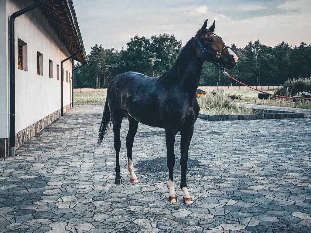 Klacz polski koń sportowy gniada 5 lat do sportu badanie TUV