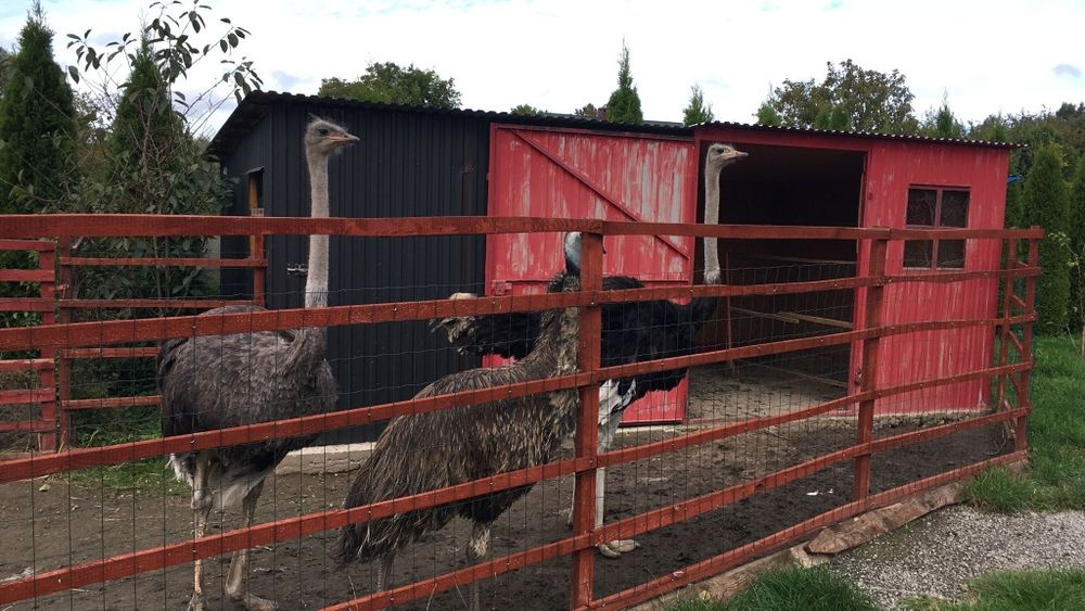 Sprzedam 3 strusie struś afrykański Struś australijski
