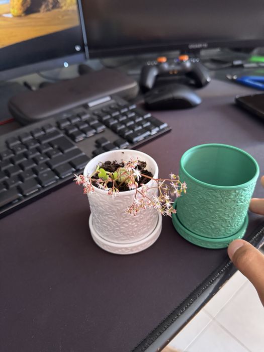 Vaso de planta Minimalista