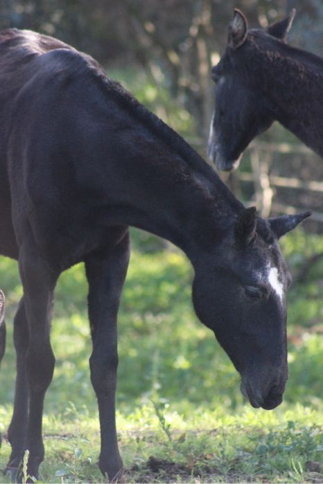 Poldra letra U tipica