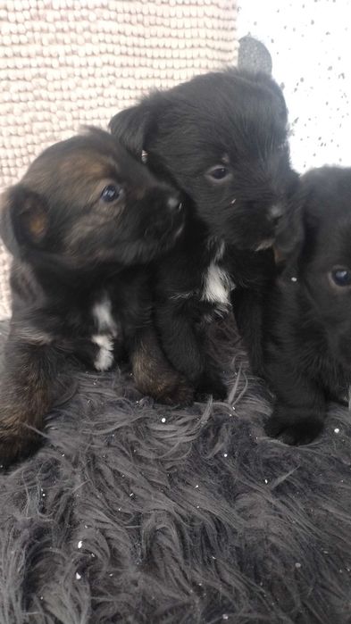 Oddam pieski w dobre ręce