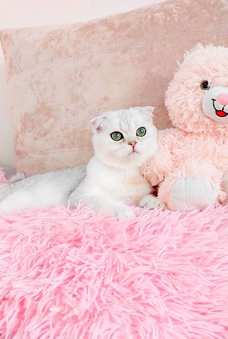 Чудо хлопчик Срібний красунчик шиншила