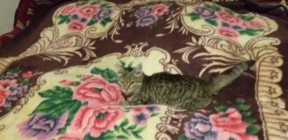 Мила кішечка шукає господарів