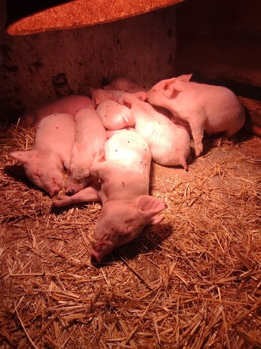 Продам поросят вес 7-10 кг