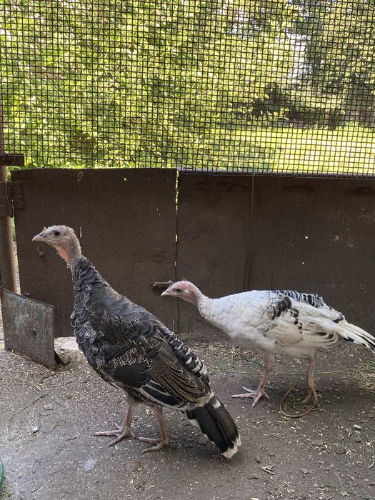 Продам индюков. 5х месячных