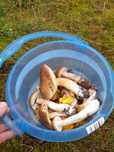 Sprzedam kurki 1kg -20 zł runo leśne