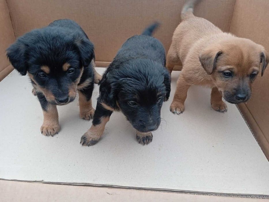 Віддамо безкоштовно в хороші руки