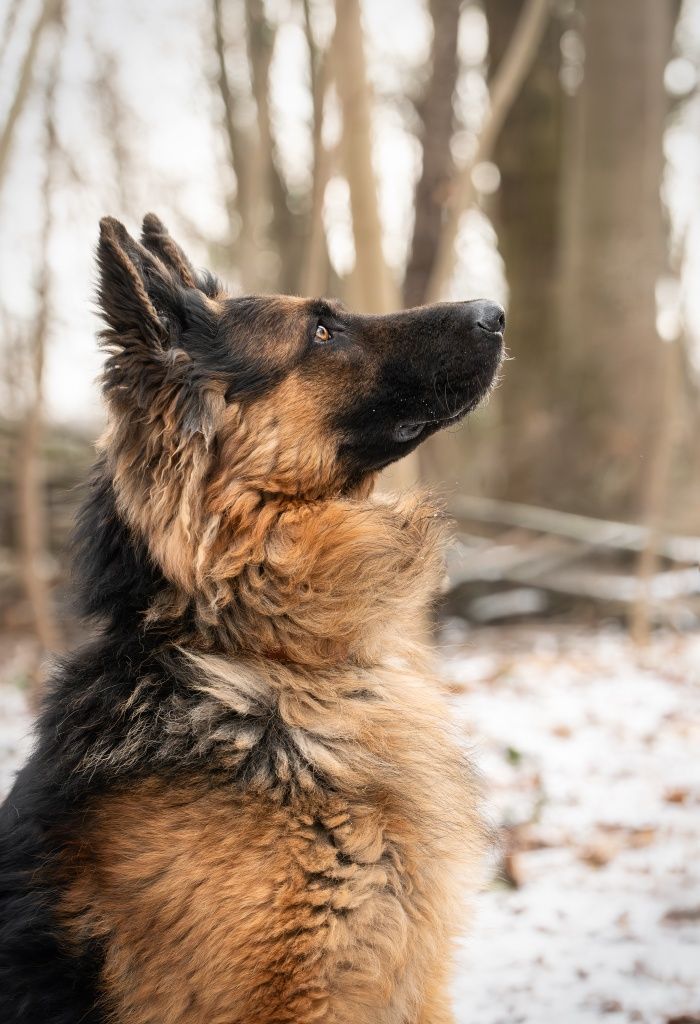 Młody Max ONek do adopcji!