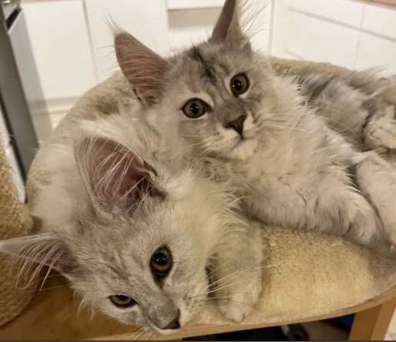 Kotka Maine coon ns 11