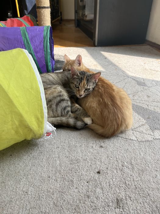 Kotki do adopcji za darmo
