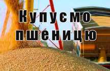 Пшениця (фураж)_купуємо