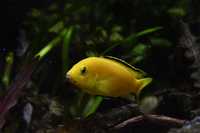 Pyszczaki żółte / yellow / Labidochromis caeruleus / afra / saulosi