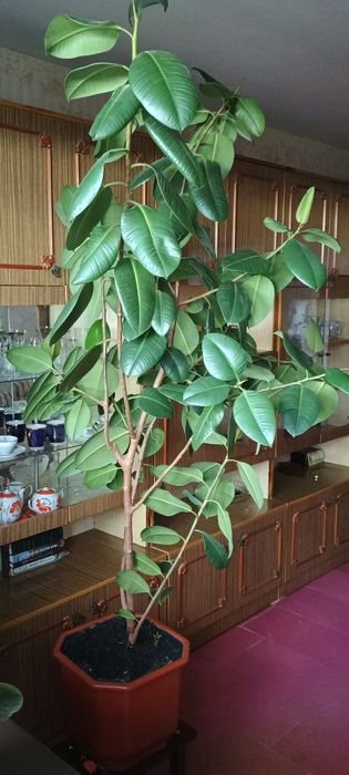 Фікус робуста (190 см)