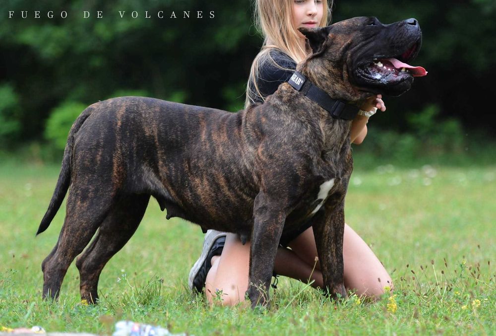 Presa/dogo canario/ dog kanaryjski  ZkwP FCI