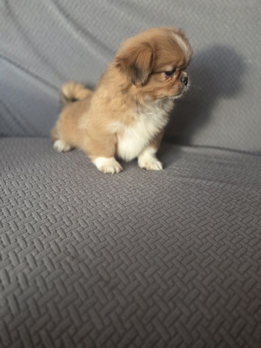 Pekińczyk pekińczyk