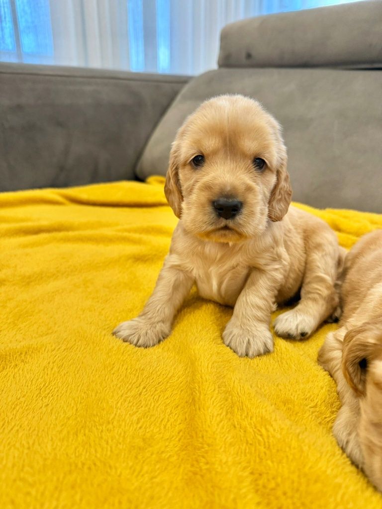 Cocker  menina linda