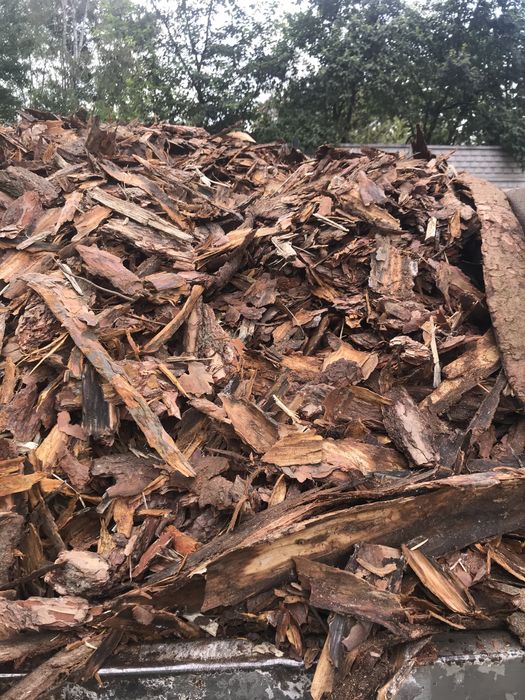 Kora sosnowa! Promocja!