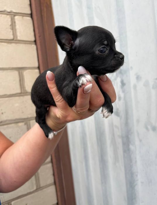 Готовятся к продаже щенки породы чихуахуа