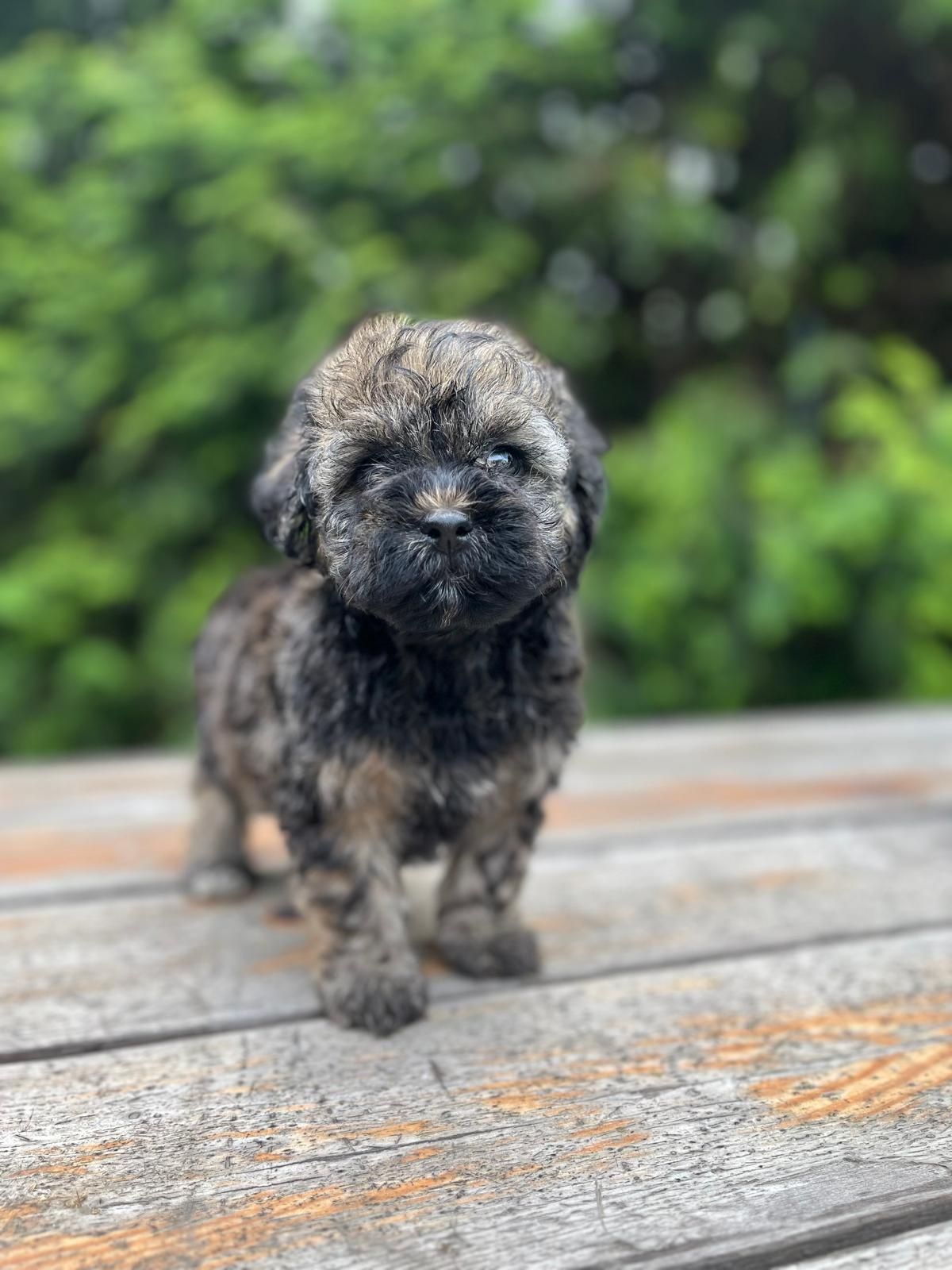 Maltipoo suczka.