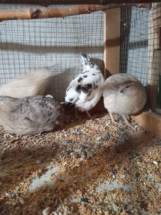 Sprzedam przepiórki