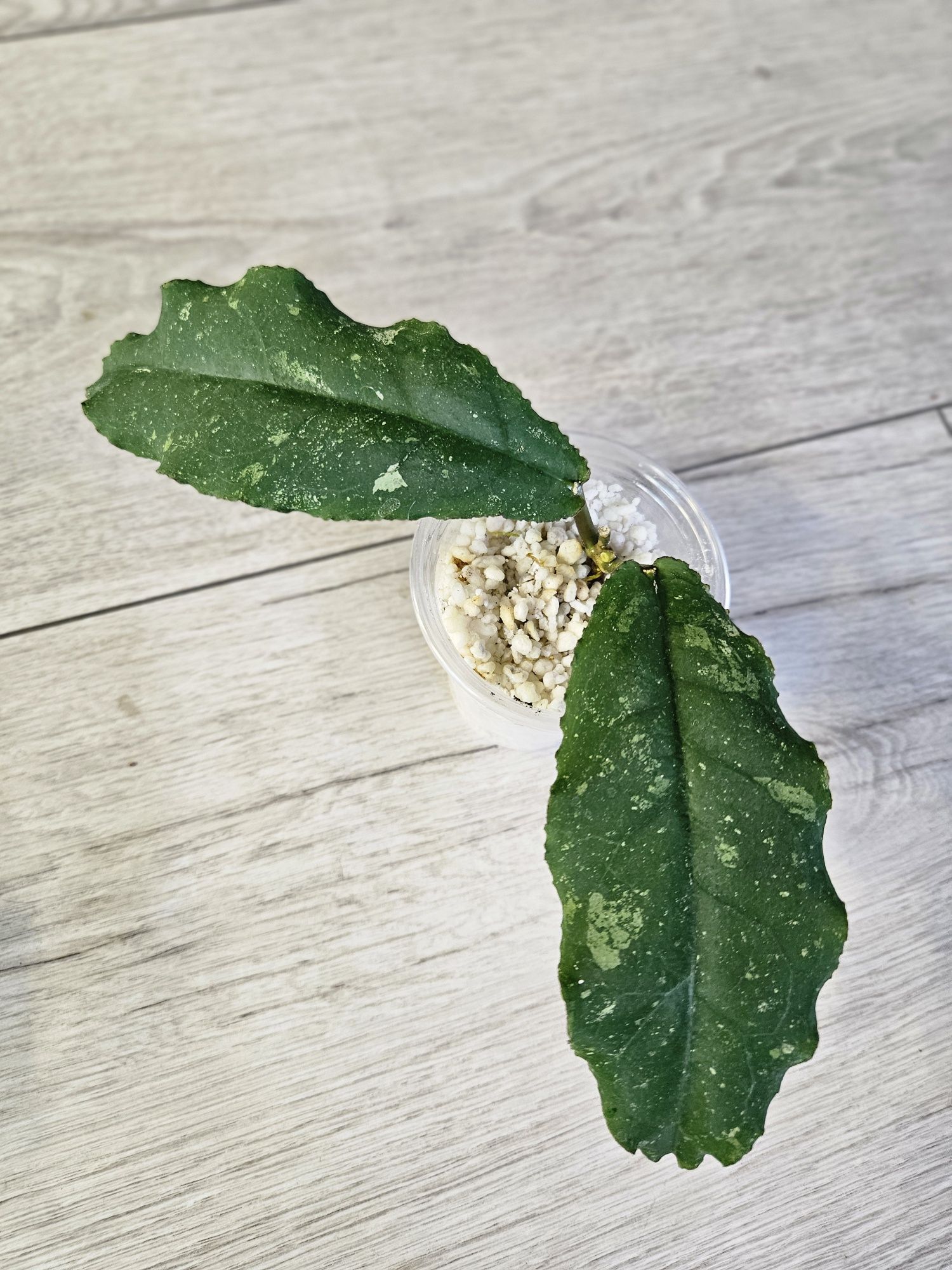 Hoya undulata Black