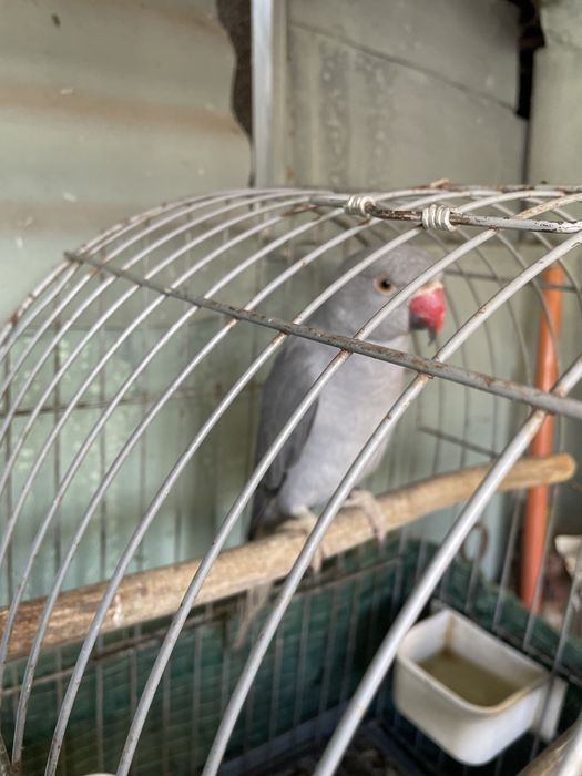 Ring- neck  femea troco ou vendo