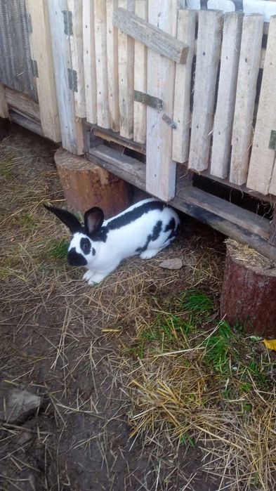 Sprzedam samca i samice srokacza