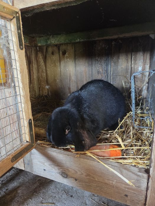 Baran francuski samce ,samice.