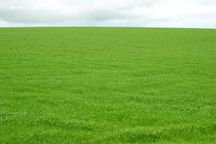 Продаж земельної ділянки 5 га с.Нерубайське
